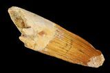 Spinosaurus Tooth - Real Dinosaur Tooth #98182-1